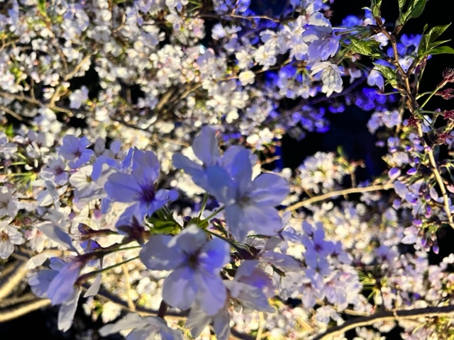 やっぱりディーゼルは低燃費！