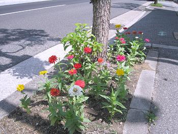 満開!?