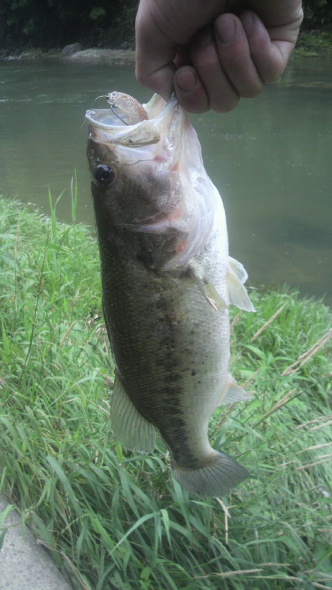 最近のマイブーム