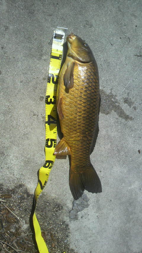 最近のマイブーム