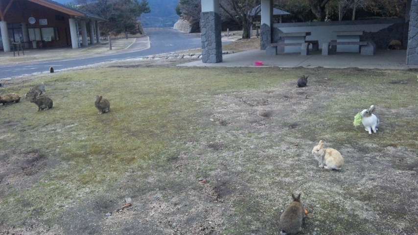 うさぎと毒ガスの島。