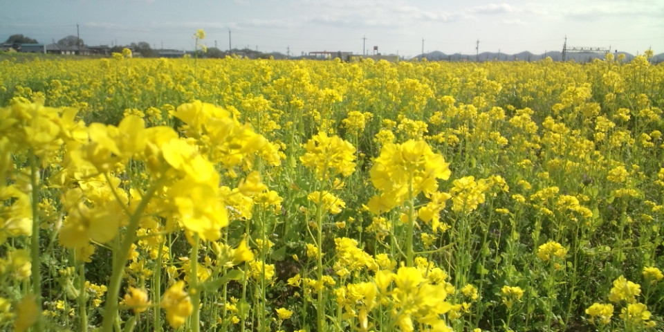 菜の花畑＆播シュー