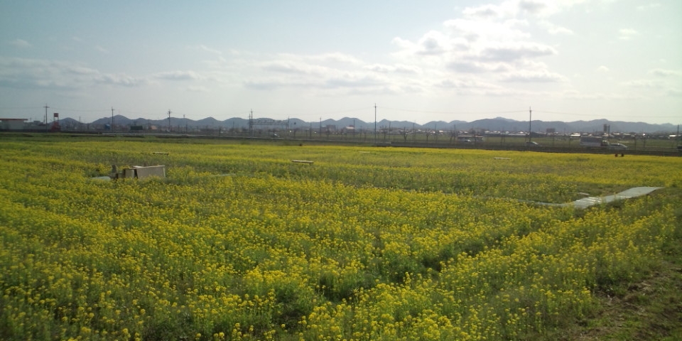 菜の花畑＆播シュー