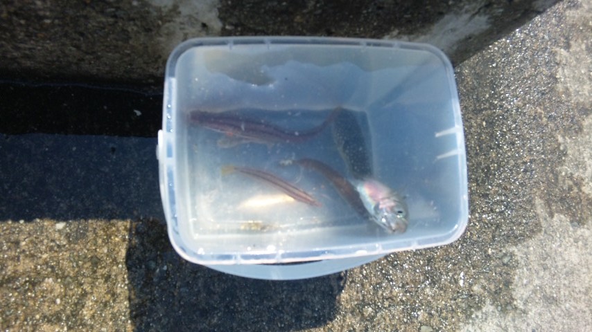 海釣り公園。