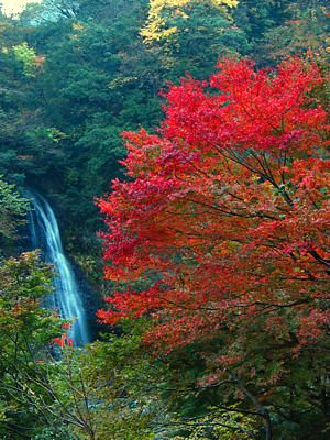 紅葉とヤマメを求めて但馬ドライブ！