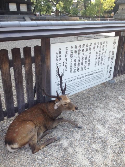 ちょっと奈良まで