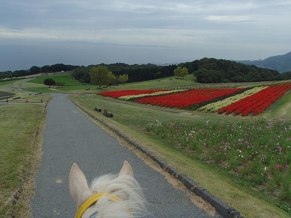 淡路で馬！