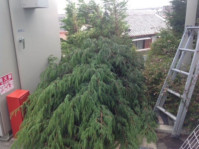 台風で見つけた・・・