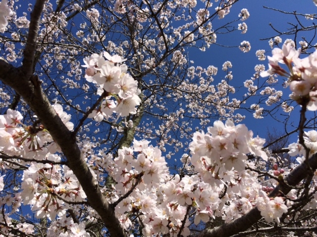 お花見