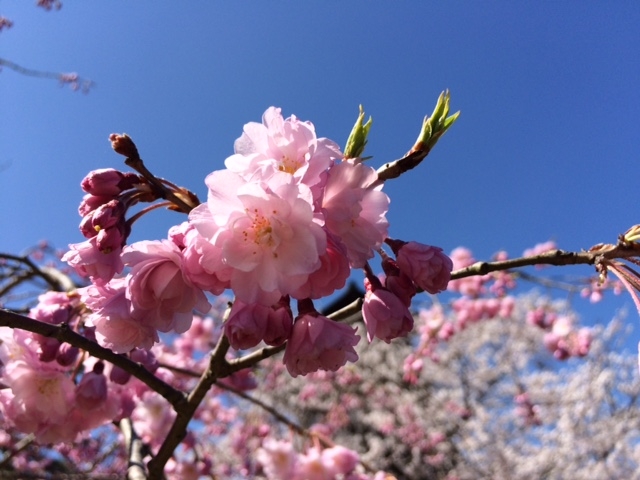 お花見