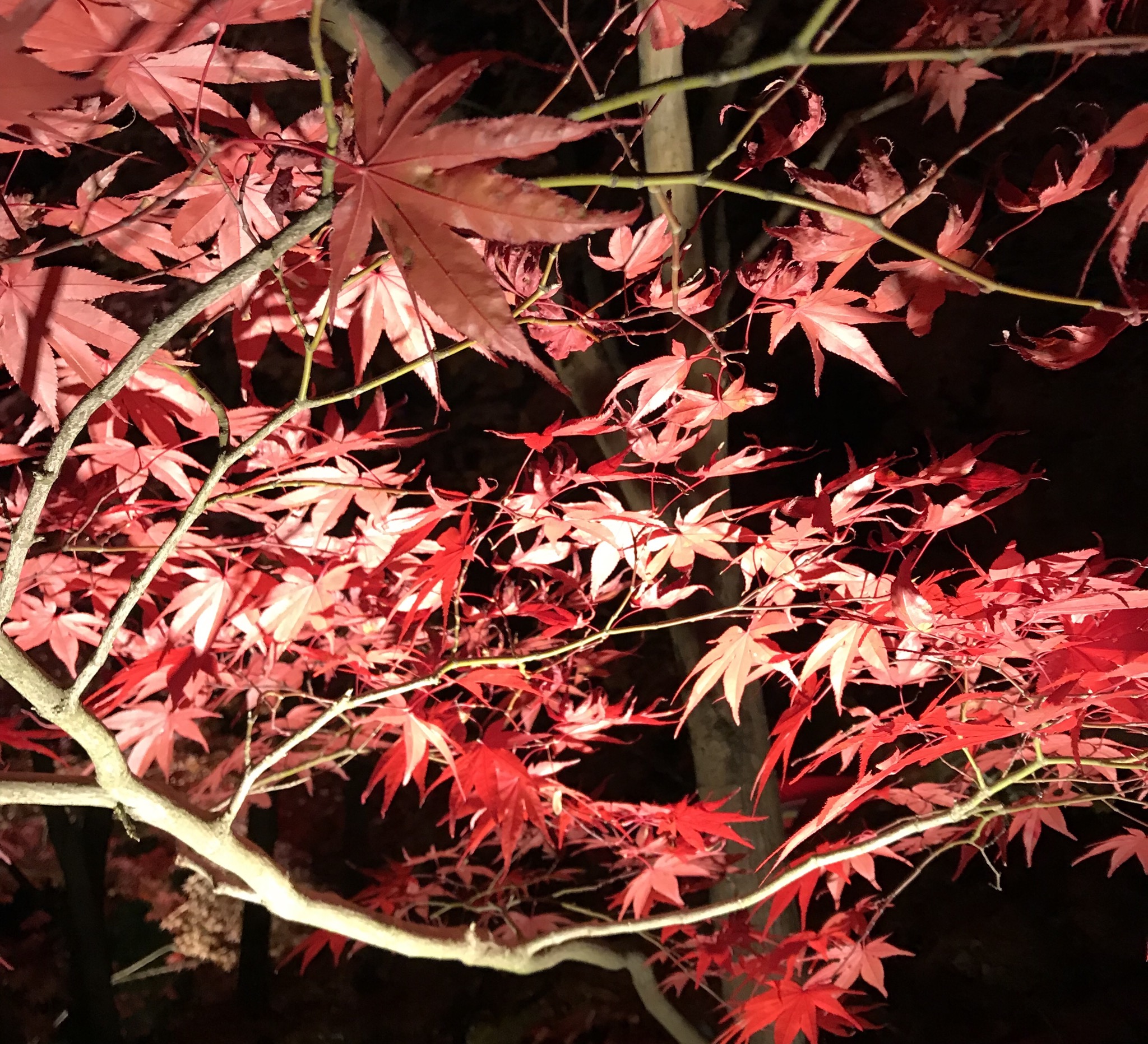 紅葉