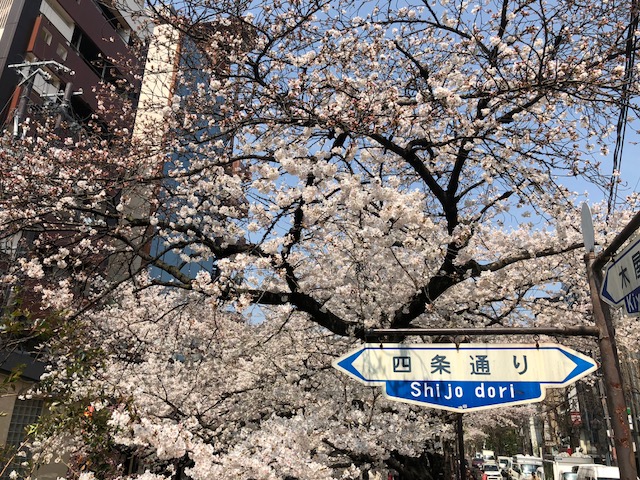 桜