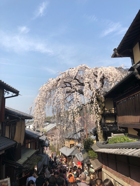 桜