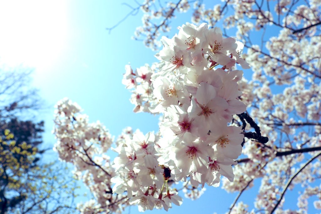 桜🌸