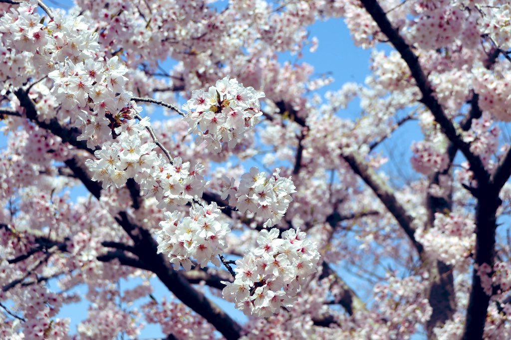 桜🌸