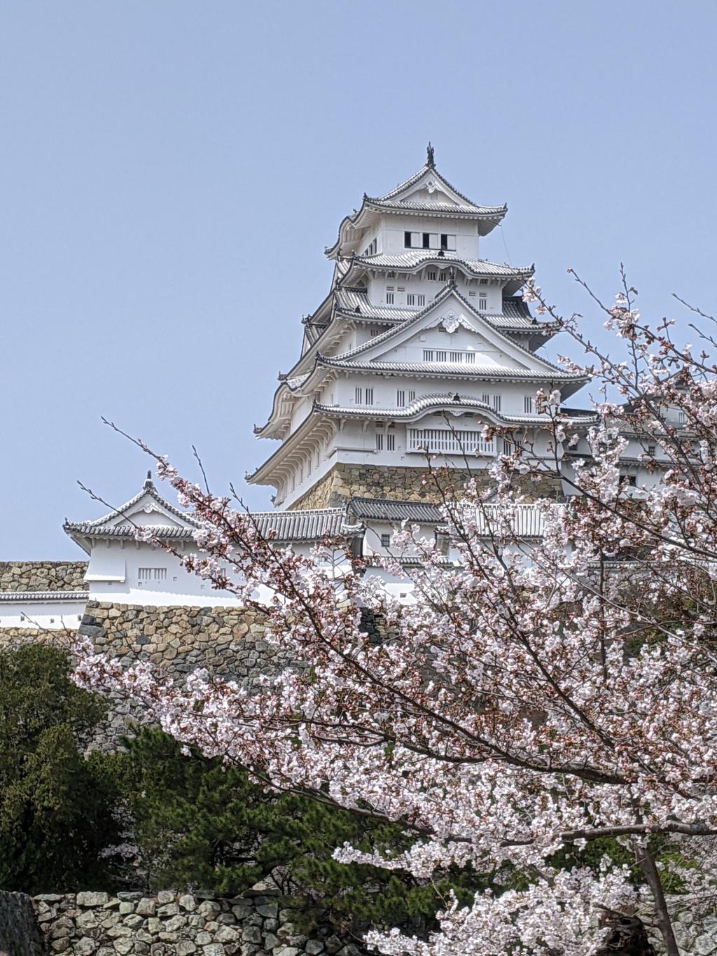 春　桜🌸