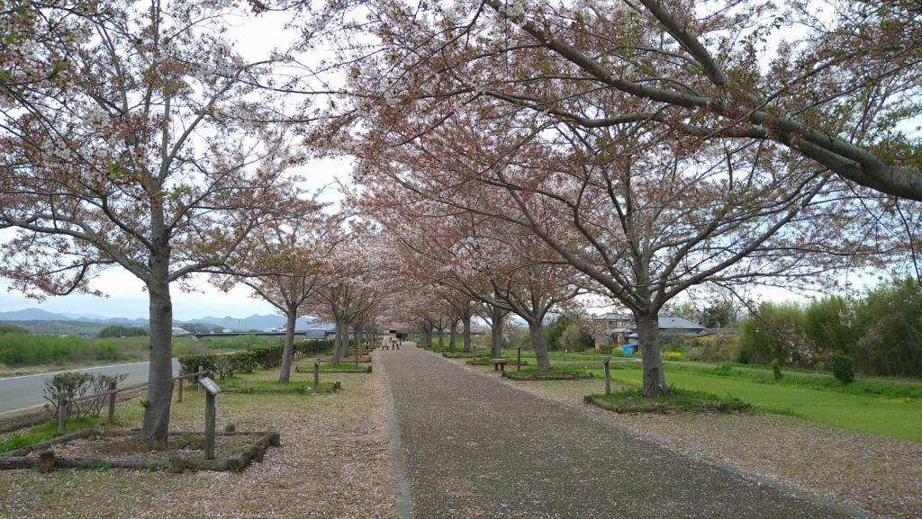 お花見。