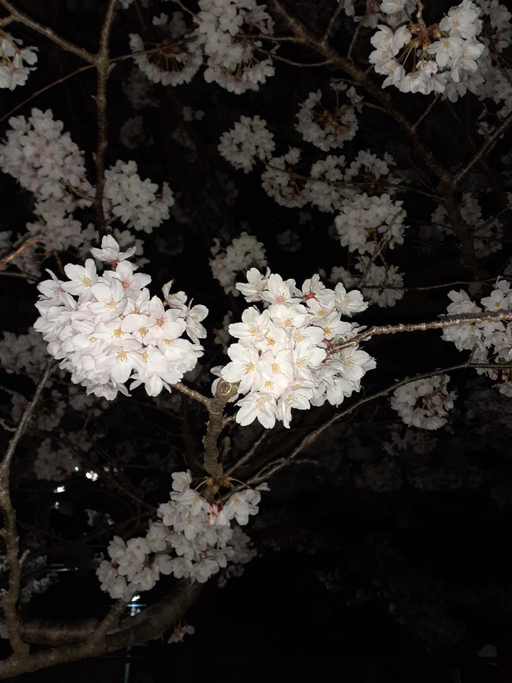 夜桜🌸