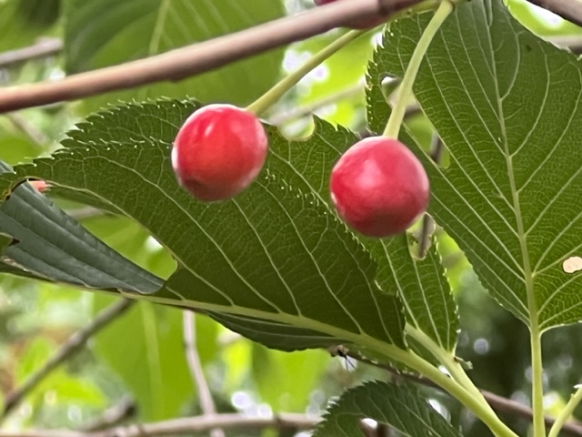 プジョー神戸西にさくらんぼ？