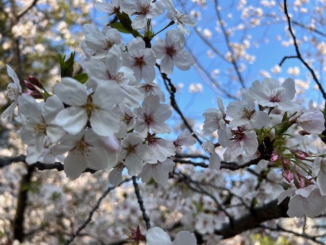 春爛漫